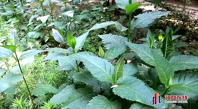 微信图片_20260417195156_568_166