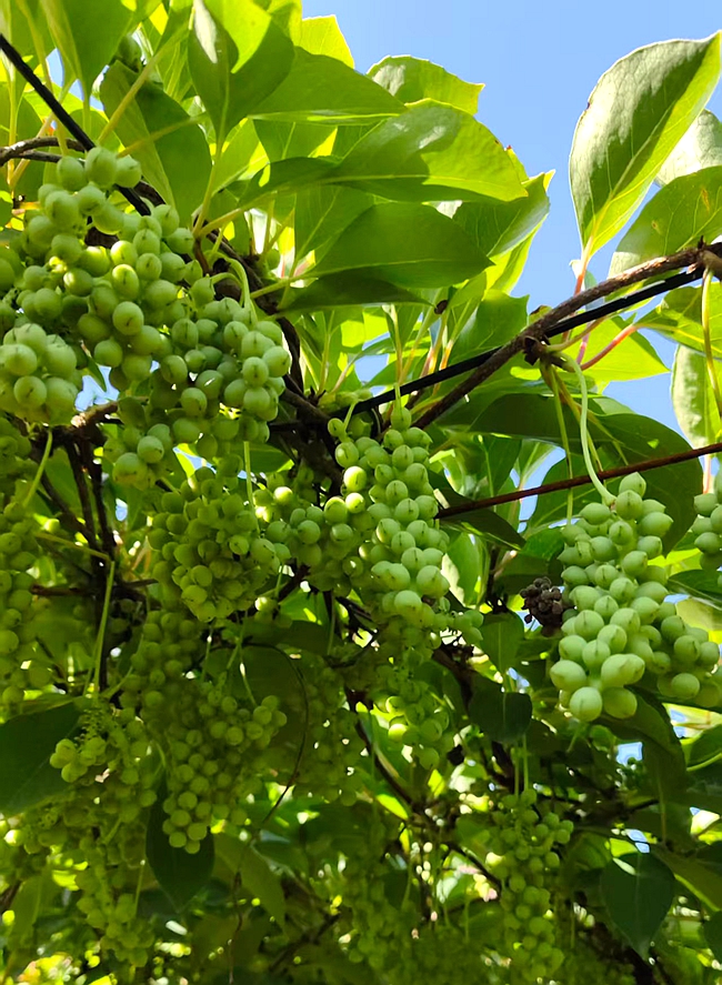 微信图片_20260611094326_830_166