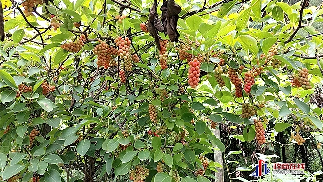 微信图片_20260727090331_1589_166 微信图片_20260727090331_1589_166